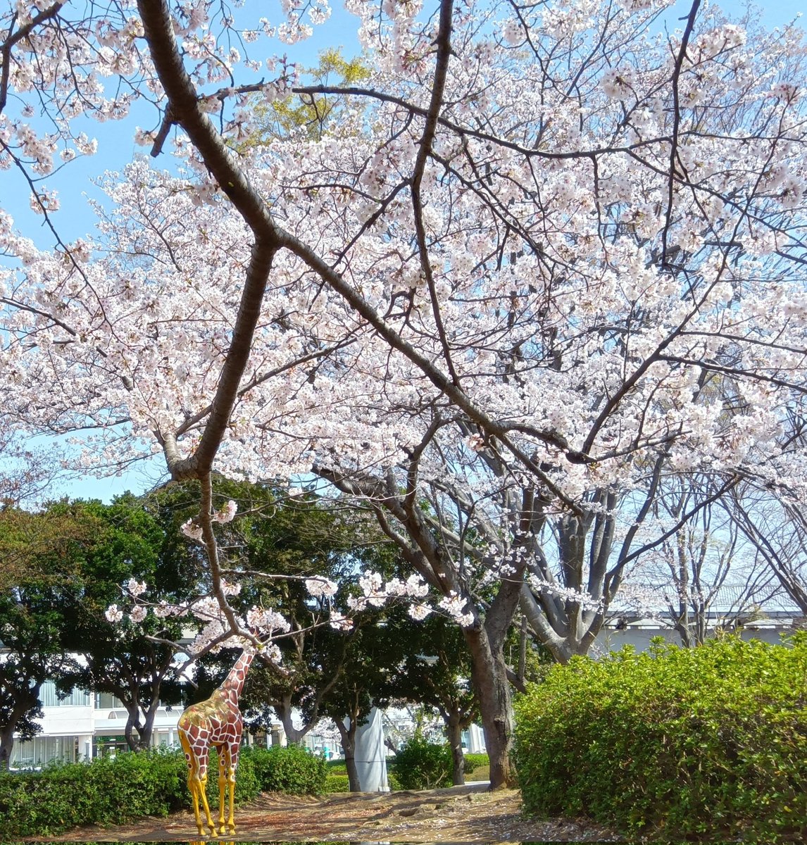 麒麟さんもお花見してるのかな