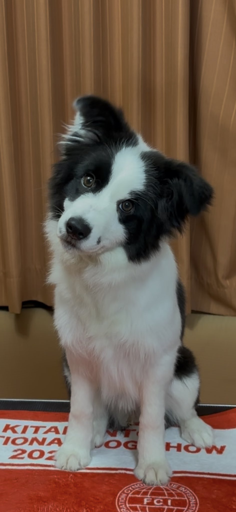 ボーダーコリー専門犬舎NORRU KENNELノアールケンネル ボーダーコリー専門犬舎NORRU KENNELノアールケンネル