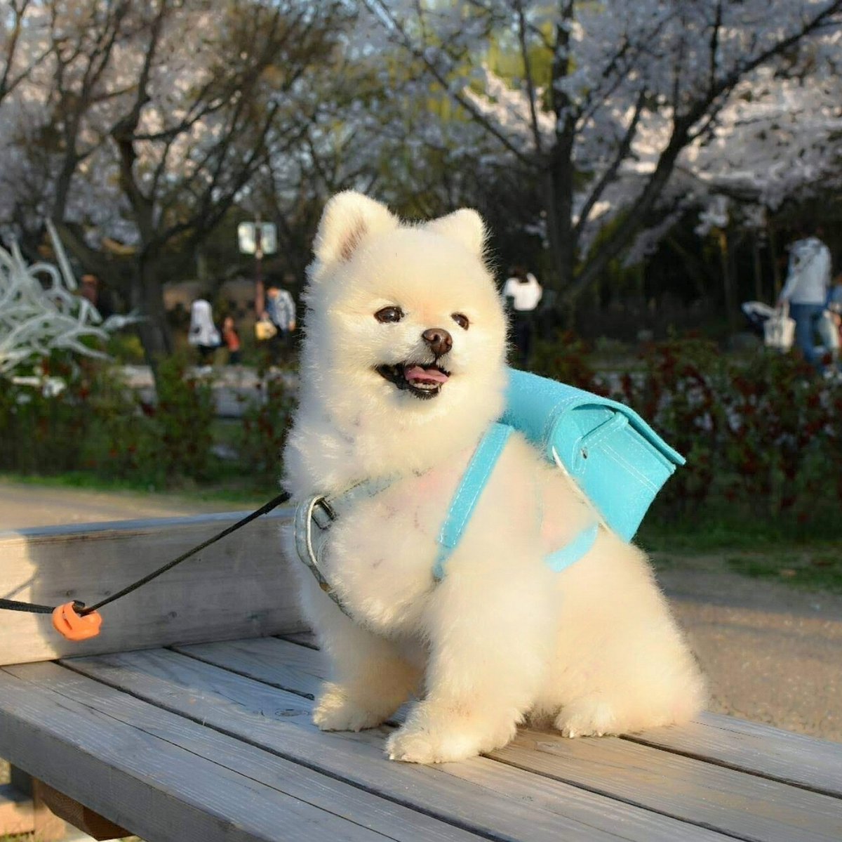 こちらはチャッピーが大好きだった春だよ🐶😊🌸

月命日🌈