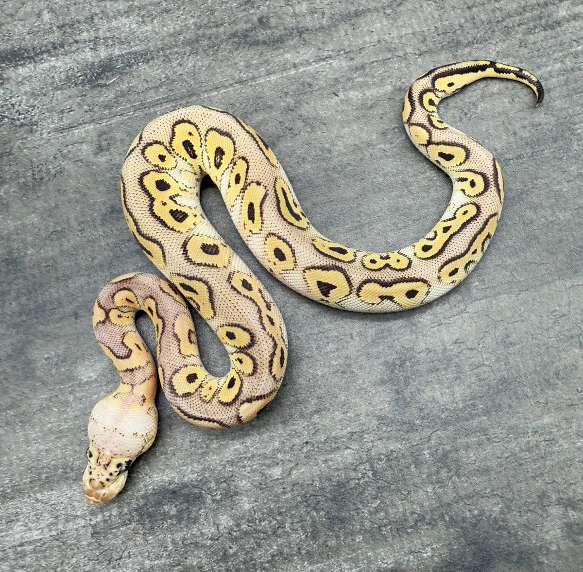 【SOLD】

スーパーパステル RS ファントムクラウン♂

#DEUReptiles
#ボールパイソン