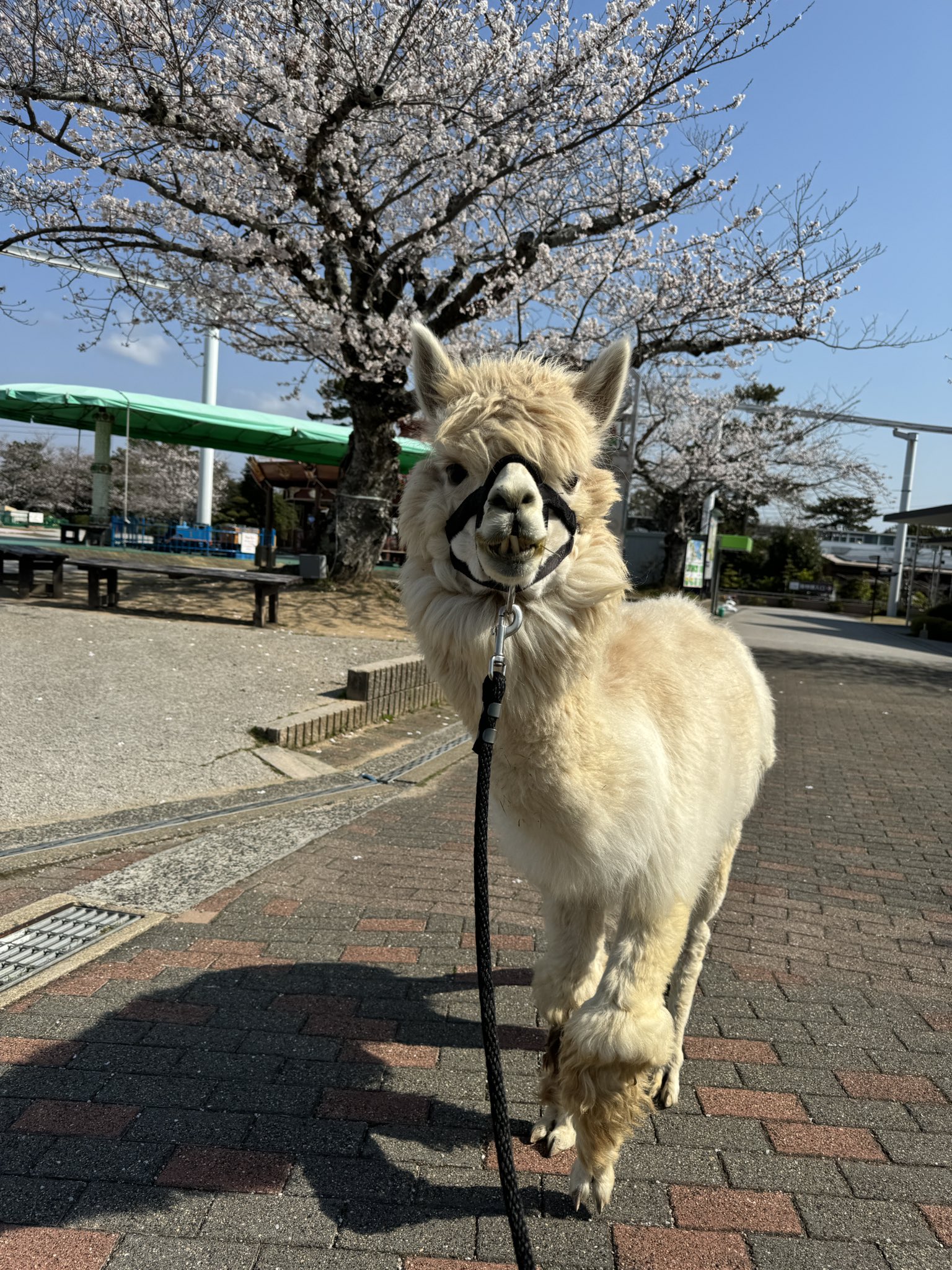 ときわ動物園(公式) (@tokiwazoo) / X ときわ動物園(公式) (@tokiwazoo) / X
