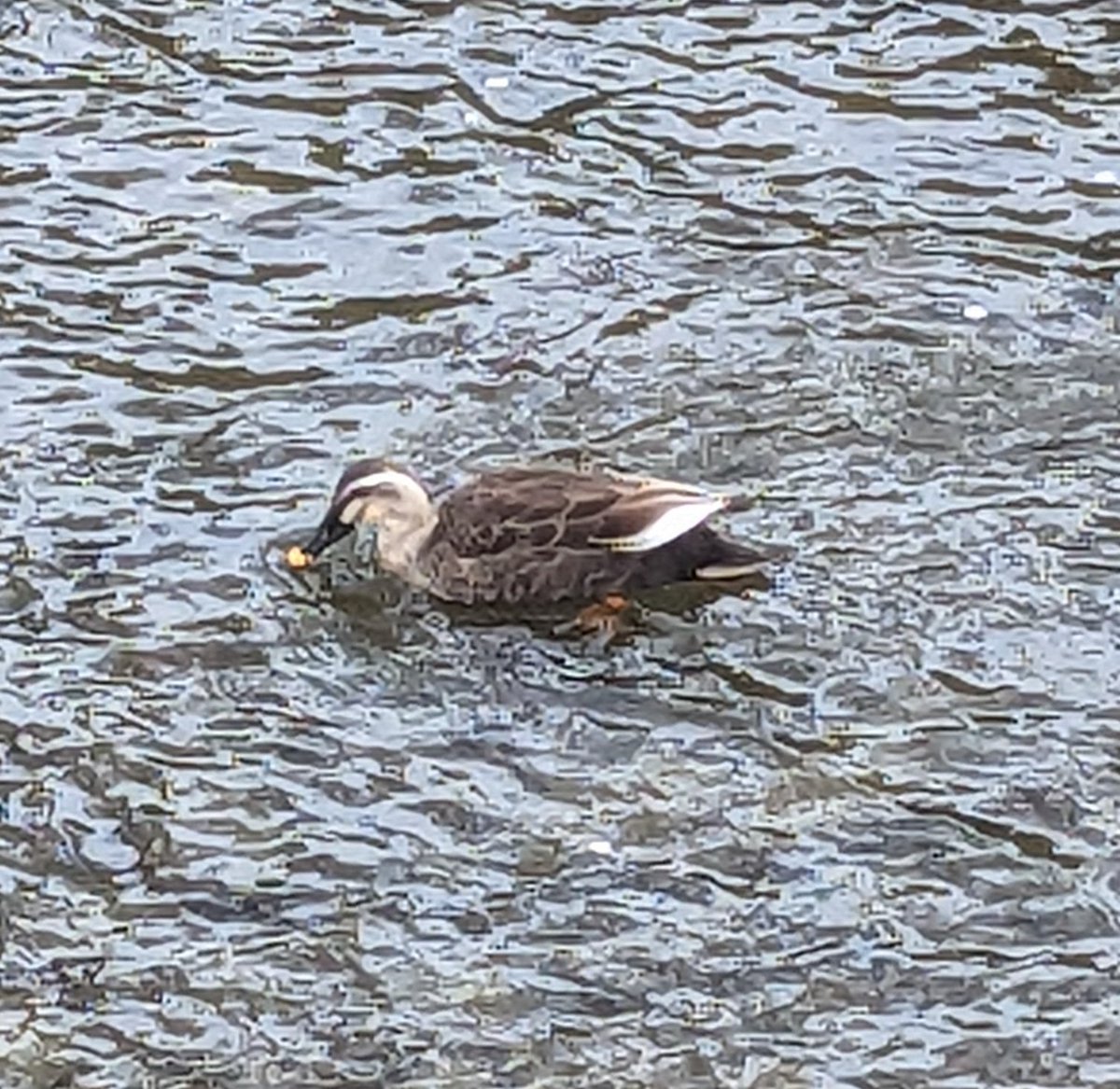 花見に行ったのに鴨の写真めちゃあるんだけど
