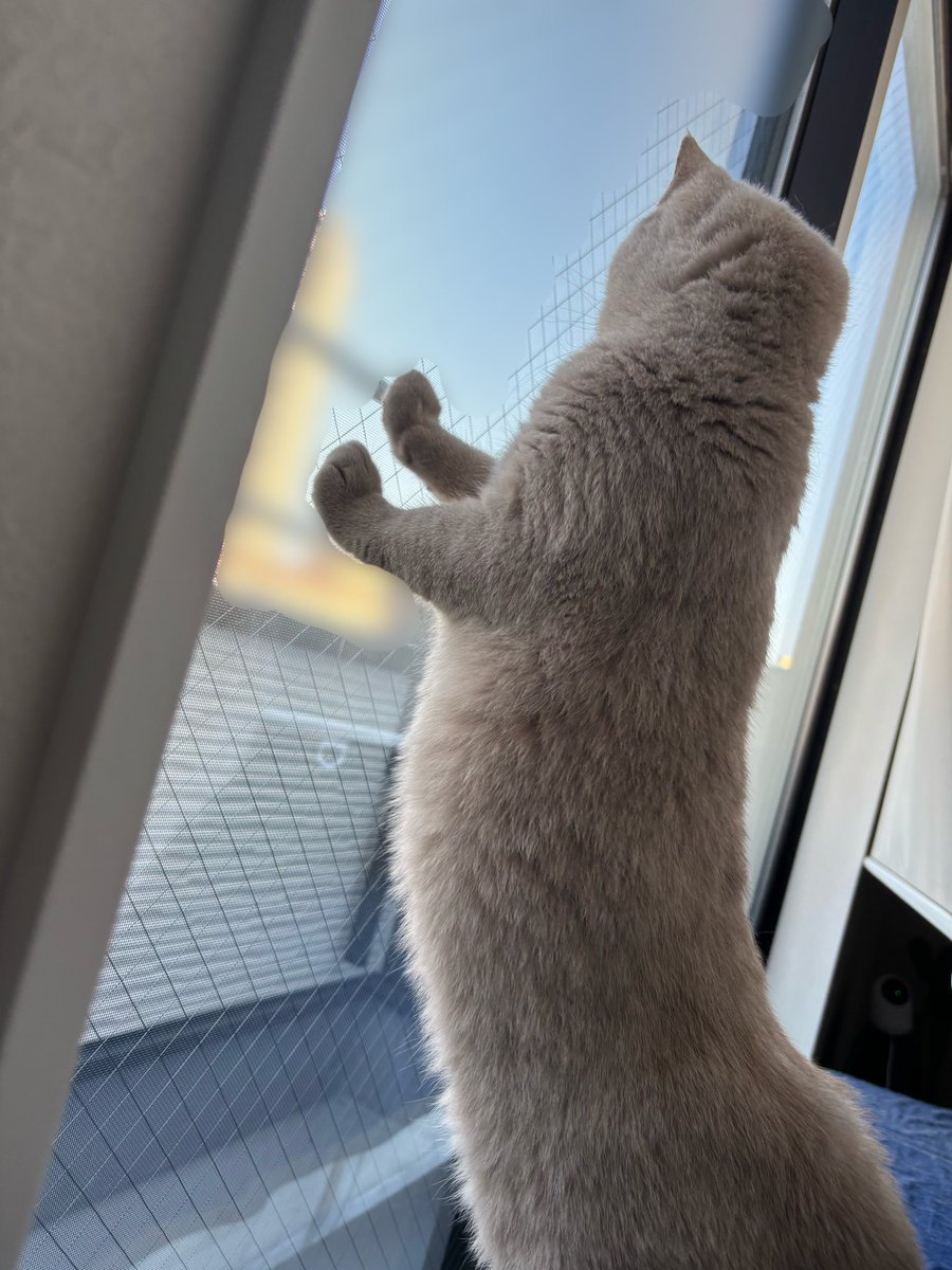 窓の外見るためにのびーーー

#ブリティッシュショートヘア #ブリショー #britishshorthair #猫 #ねこ #ネコ #cat #cats #猫のいる暮らし #猫好きさんと繋がりたい #にゃんすたぐらむ #ねこすたぐらむ #猫部 #癒し #catstagram #instacat #ライラック