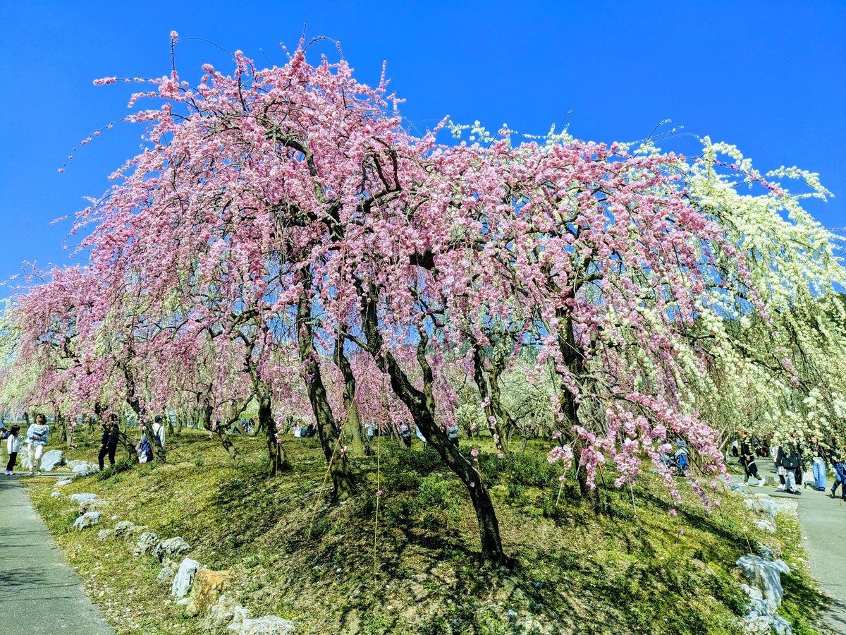 勝手に加工されすぎてよく分からなくなった梅