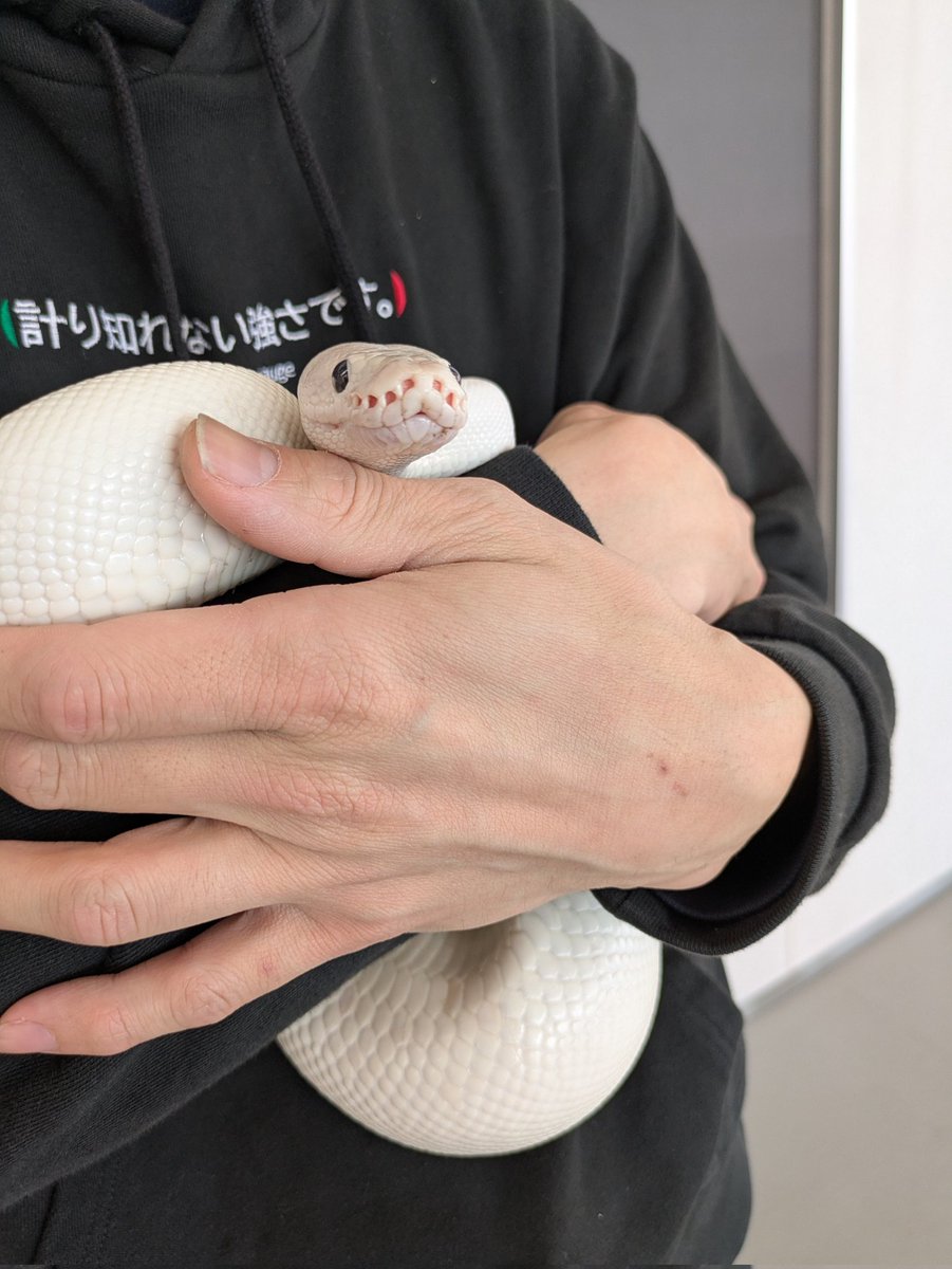 #BUDDICAでボールパイソン体験　#DEUReptiles
