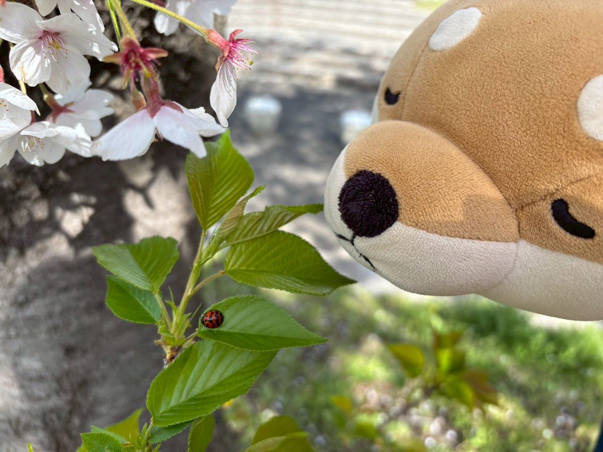 お花は綺麗だわんね
菜の花
たんぽぽ
さくら
それも綺麗だワンね
#リブハート
#りぶはあと
#ねむねむアニマルズ 
#ぬい活
#ぬいぐるみじゃありません家族です
#ぬい撮り