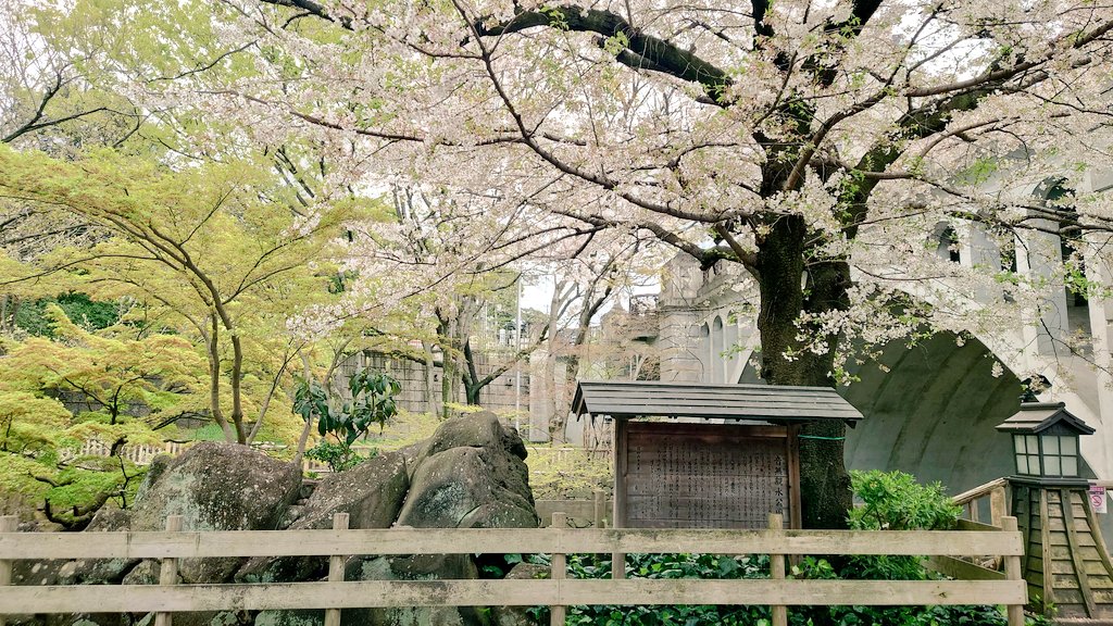 okazu_yu's tweet photo. 雨＆強風で桜も今日で見納めかなぁ〜 https://t.co/DrQqLobH6a