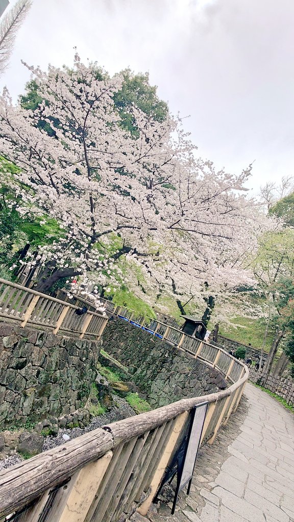 okazu_yu's tweet photo. 雨＆強風で桜も今日で見納めかなぁ〜 https://t.co/DrQqLobH6a