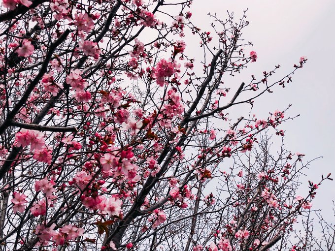 ハンバーガーを片手に、役場近くになぜか誰もいない公園で花を見る。
のどかで、自然で、この上ない幸せで気が狂いそう。
誰も俺を見つけることなど出来るわけがない!!! 