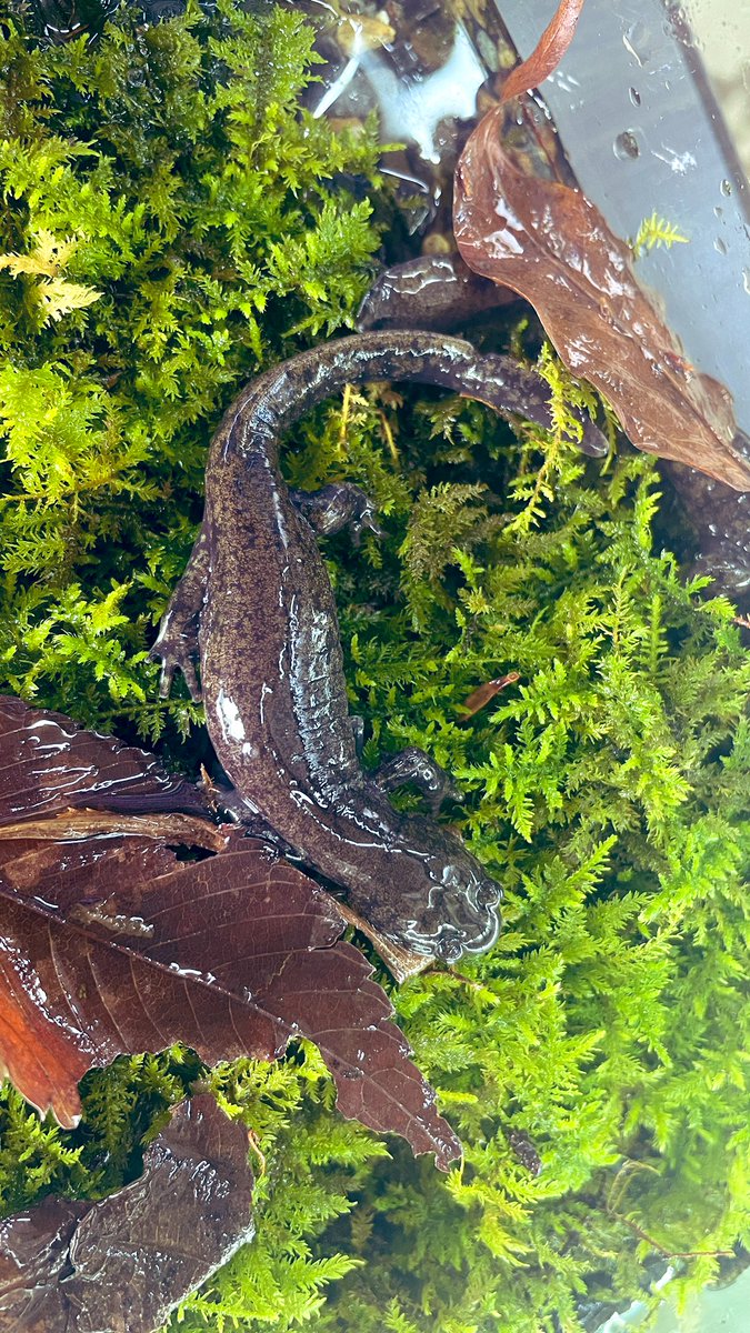 トウホクサンショウウオ入荷しました😊
#サンショウウオ
#トウホクサンショウウオ
#両生類