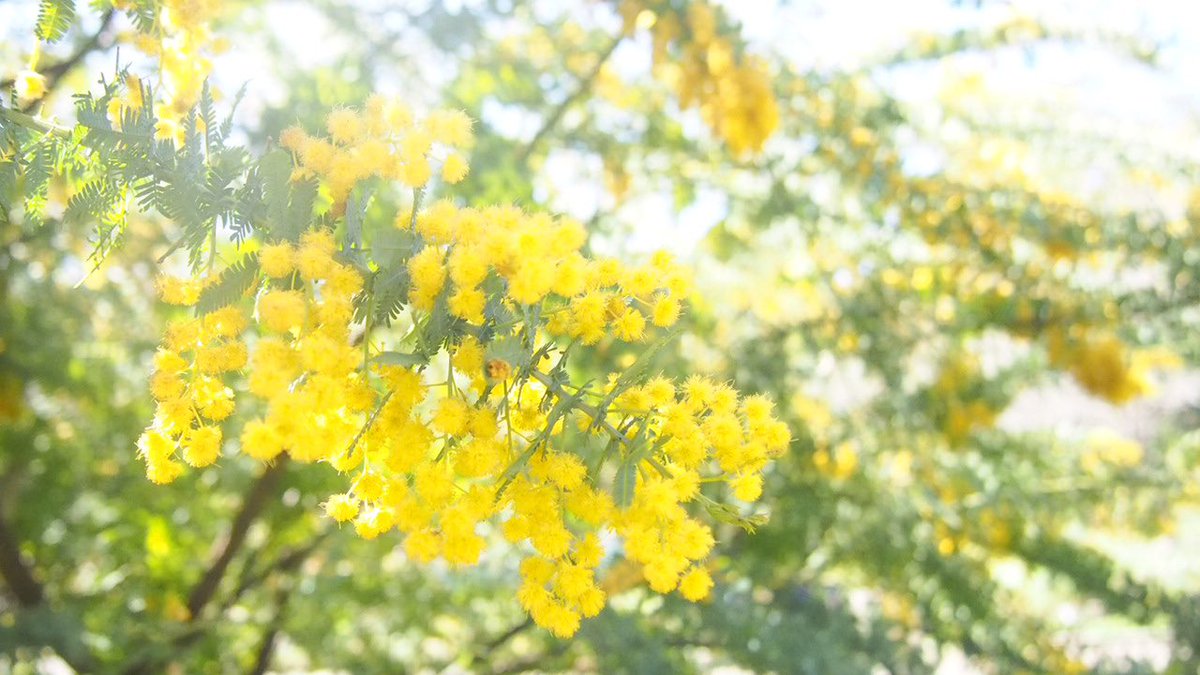 ____mmf____'s tweet photo. 代々木上原大好きマン
(人の多さにひよって桜は撮れず) https://t.co/aULI6Vfcp3