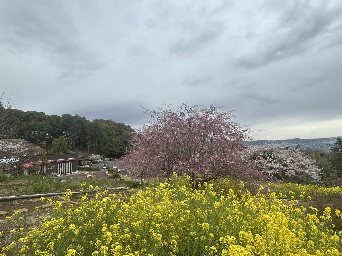 ichiyajyo's tweet photo. おはようございます。
予報より早く雨が降り出しました！
満開のソメイヨシノと枝垂れ桜が綺麗なのに…残念。
《new》湘南ゴールドはちみつロール
新しい湘南ゴールドのロールケーキを是非どーぞ！
＃一夜城ヨロイヅカファーム　＃ロールケーキ　＃湘南ゴールド　＃小田原 https://t.co/6MfivCgcjo