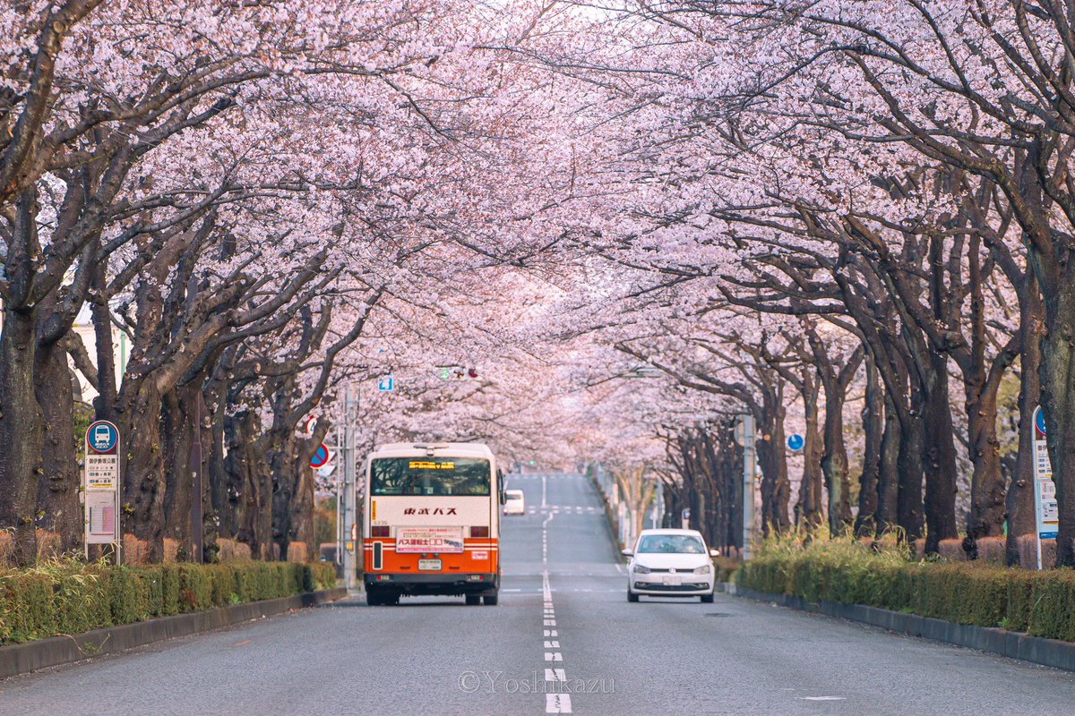 Route53_NY's tweet photo. 満開の桜並木🌸 https://t.co/jph9jSDMHo