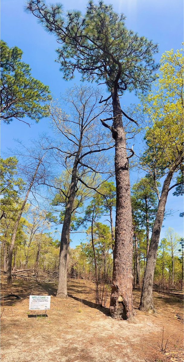 JosephHill3794's tweet photo. Wishing “Happy 477th Birthday”🥳 to our World’s Oldest Longleaf Pine Tree!🌲
#PartyforthePine🌲
#Tree🌲 #OldTree 🌲
#LongleafPine🌲
#Nature #SandhillsNC
#TreeLover😊❤️🌲
#WeymouthWoods
#SouthernPinesNC https://t.co/lUxApTpM4O