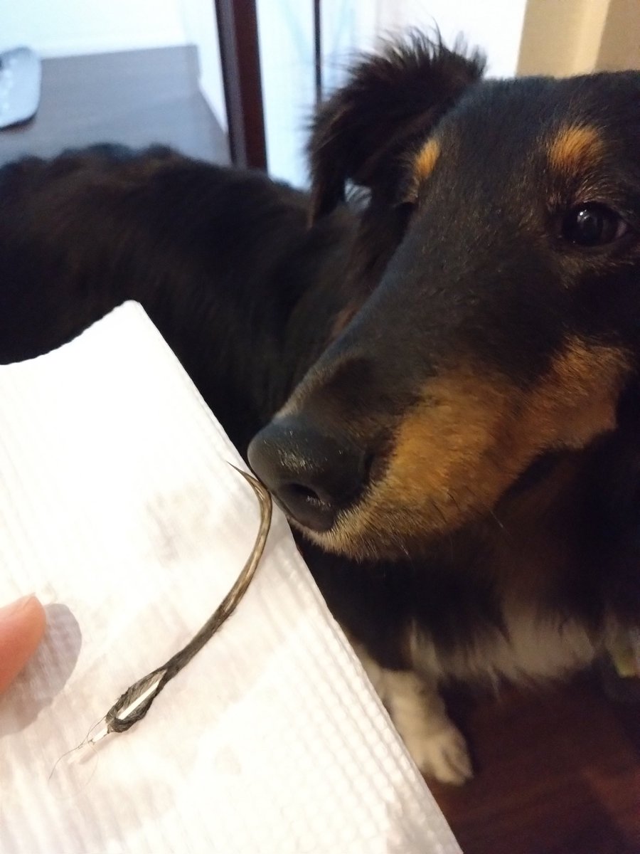 an__QN02's tweet photo. 大事なジュニアの羽、犬を入れない寝室に置いてたのに目を離した隙にドア開けて入った犬に食べられた😭
洗ってドライヤーしたらここまで戻ったけど許し難い罪…
乾かしてる間にオムレツもぶちまけられた…罰として晩御飯20g減量します。咥えただけでもきっと塩分過多だから抜いても良いくらいだ😭😭😭 https://t.co/S54Kocn3ZK