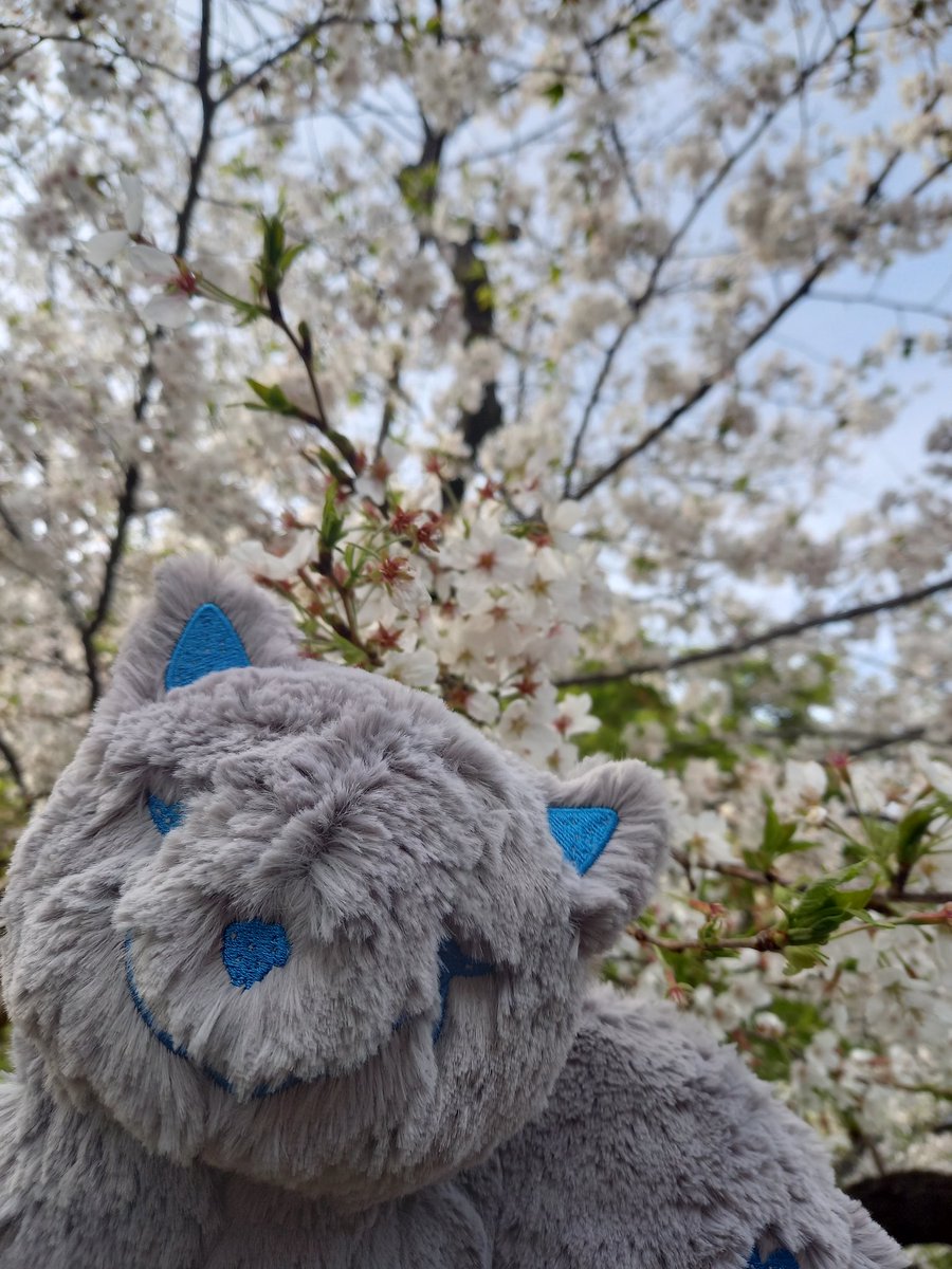 みんなでお花見🌸
満開でめっちゃ綺麗だった🌸🌸🌸🌸🌸🌸🌸🌸🌸🌸🌸🌸🌸