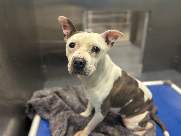 Suspense4568's tweet photo. 🆘DIRE NEED FOR FOSTER‼️
EMERGENCY RESCUE
GRAVE DANGER‼️PLZ PLEDGE
⚠️DIES 4/6 #DallasTX EMAIL BY 11 AM
DIPPER #A1241965 
ANIMAL CRUELTY CASE 11 YR
WRITE URGENT IN SUBJECT LINE WITH🐕ID
ADOPT: dasadopt@dallas.gov
FOSTER: dasfoster@dallas.gov
RESCUE: dasrescue@dallas.gov
#dfw #SOS https://t.co/ShhP7YSwjH