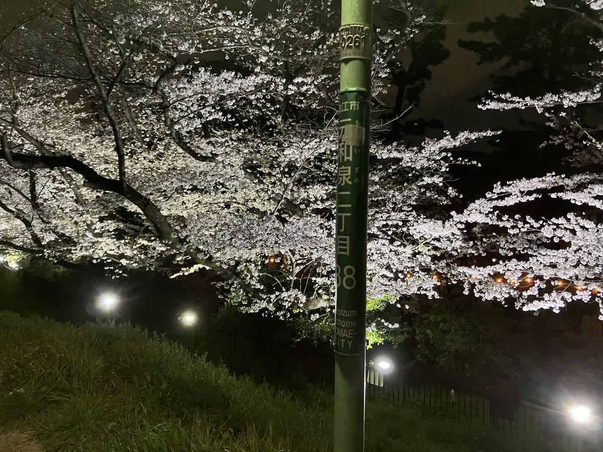 1997piglet's tweet photo. 多摩川の桜、ライトアップしてますねー

#狛江　#和泉多摩川 https://t.co/DdB8n2i33v