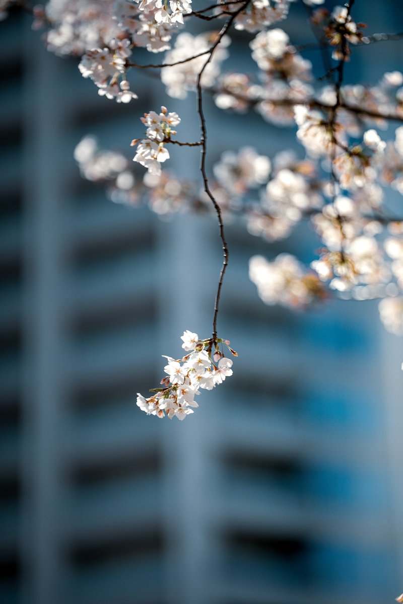 都会の桜🌸スナップの続き🫰

LABという名の大きなフラッグシップレンズが超素敵なのよ。

VILTROX AF 135mm F1.8 LAB 
⭐実写レビューはこちら⭐️
camera1.kurara7.com/viltrox-af135m…
—-

#viltrox #viltroxaf135mmf18lab #135mmf18 #写真好きな人と繋がりたい #α7iv #streetphotography #新宿  #桜