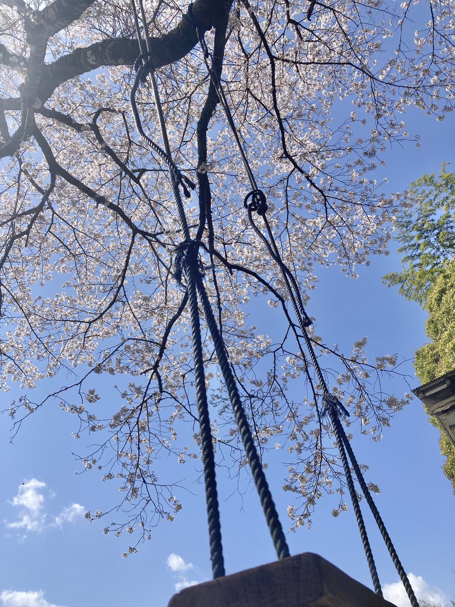 kappa_bps's tweet photo. かっぱっぱ〜☆
桜舞い散る朝っぱ🌸 https://t.co/ThDdNIIea9