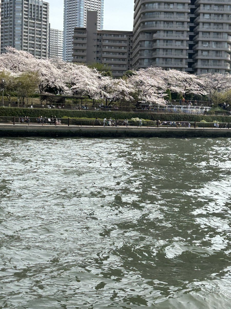 maxisikawa's tweet photo. 昨日､浅草行って花見してきました。その後、水上バスでお台場行きました https://t.co/52EFpLVUXz