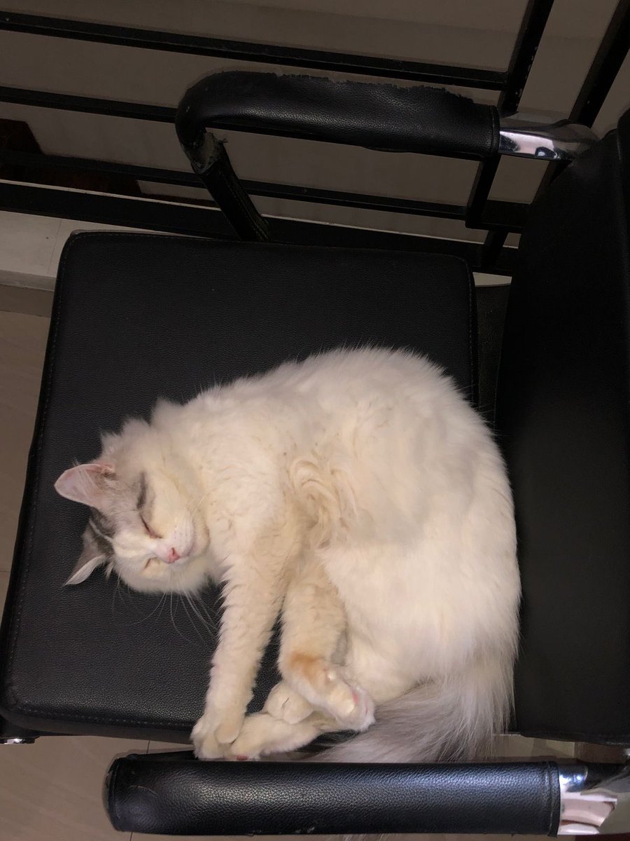 hooneydu's tweet photo. hai guys, aku mau open adopt free 100% tanpa mahar, kucingku, dom bekasi free ongkir yaah nanti aku anter langsung 🥺
nama : acho
umur : 1 tahun
alasan open adopt karena aku udah gaboleh urus kucing dirumah hiks khusus yg serius mau urus yaah please 😔🙏🏻 https://t.co/OiAiTLpkIi