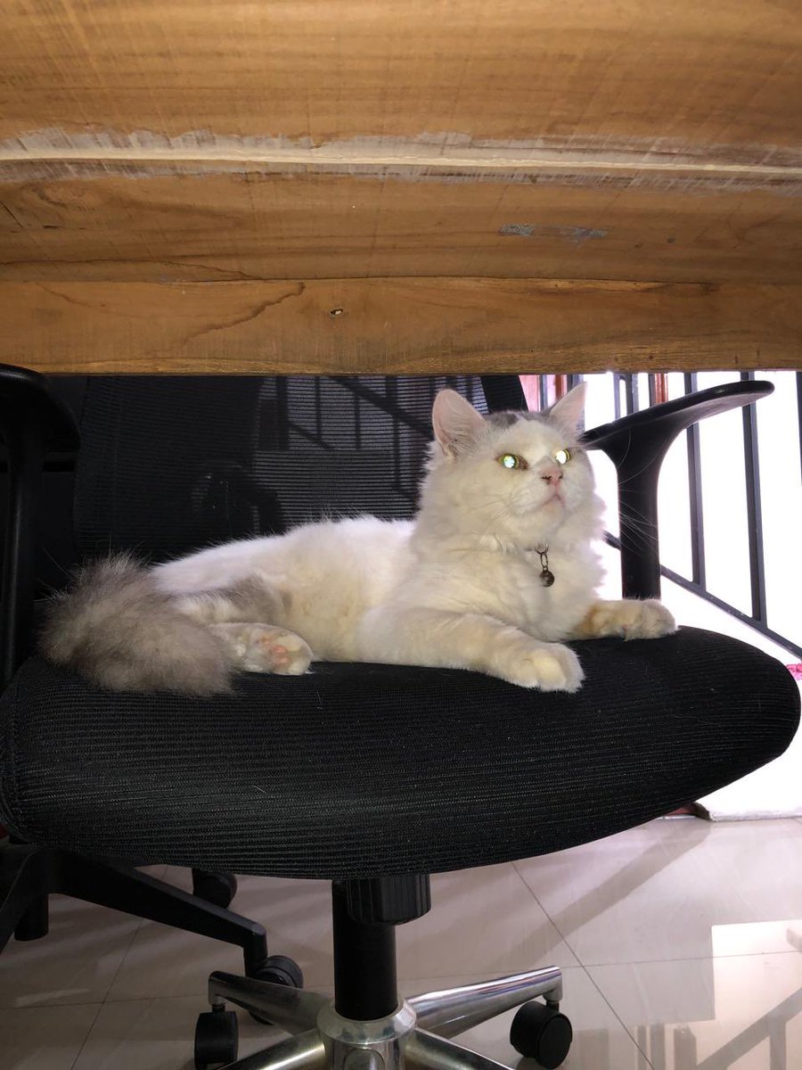 hooneydu's tweet photo. hai guys, aku mau open adopt free 100% tanpa mahar, kucingku, dom bekasi free ongkir yaah nanti aku anter langsung 🥺
nama : acho
umur : 1 tahun
alasan open adopt karena aku udah gaboleh urus kucing dirumah hiks khusus yg serius mau urus yaah please 😔🙏🏻 https://t.co/OiAiTLpkIi