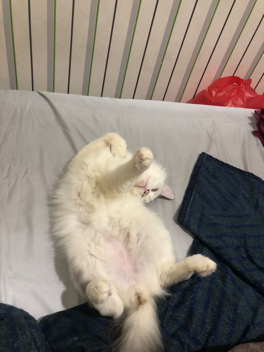 hooneydu's tweet photo. hai guys, aku mau open adopt free 100% tanpa mahar, kucingku, dom bekasi free ongkir yaah nanti aku anter langsung 🥺
nama : acho
umur : 1 tahun
alasan open adopt karena aku udah gaboleh urus kucing dirumah hiks khusus yg serius mau urus yaah please 😔🙏🏻 https://t.co/OiAiTLpkIi