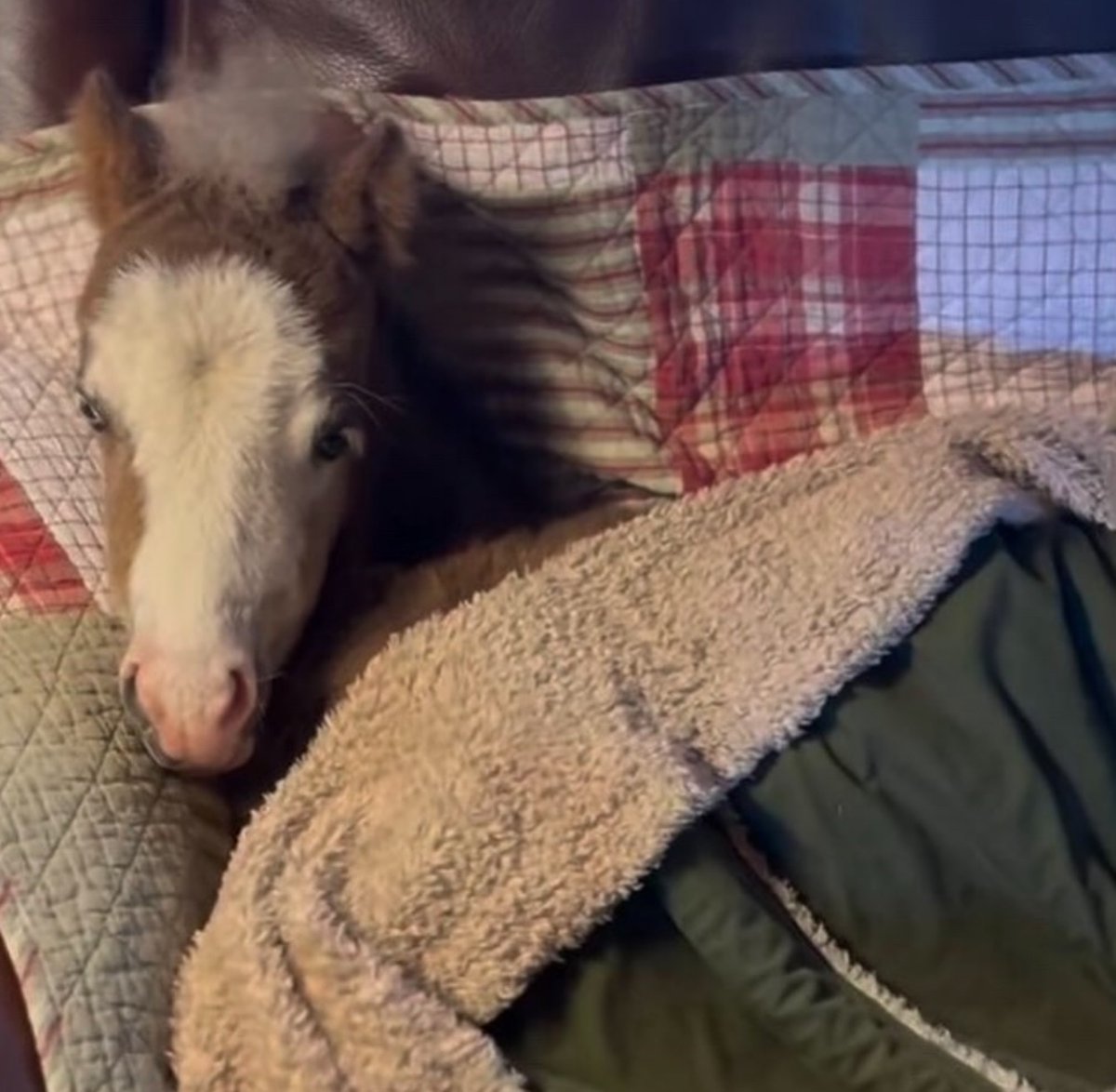 gn everyone ^^
gm to asians horsies ^^
🩵(=´∀｀)人(´∀｀=)🩵