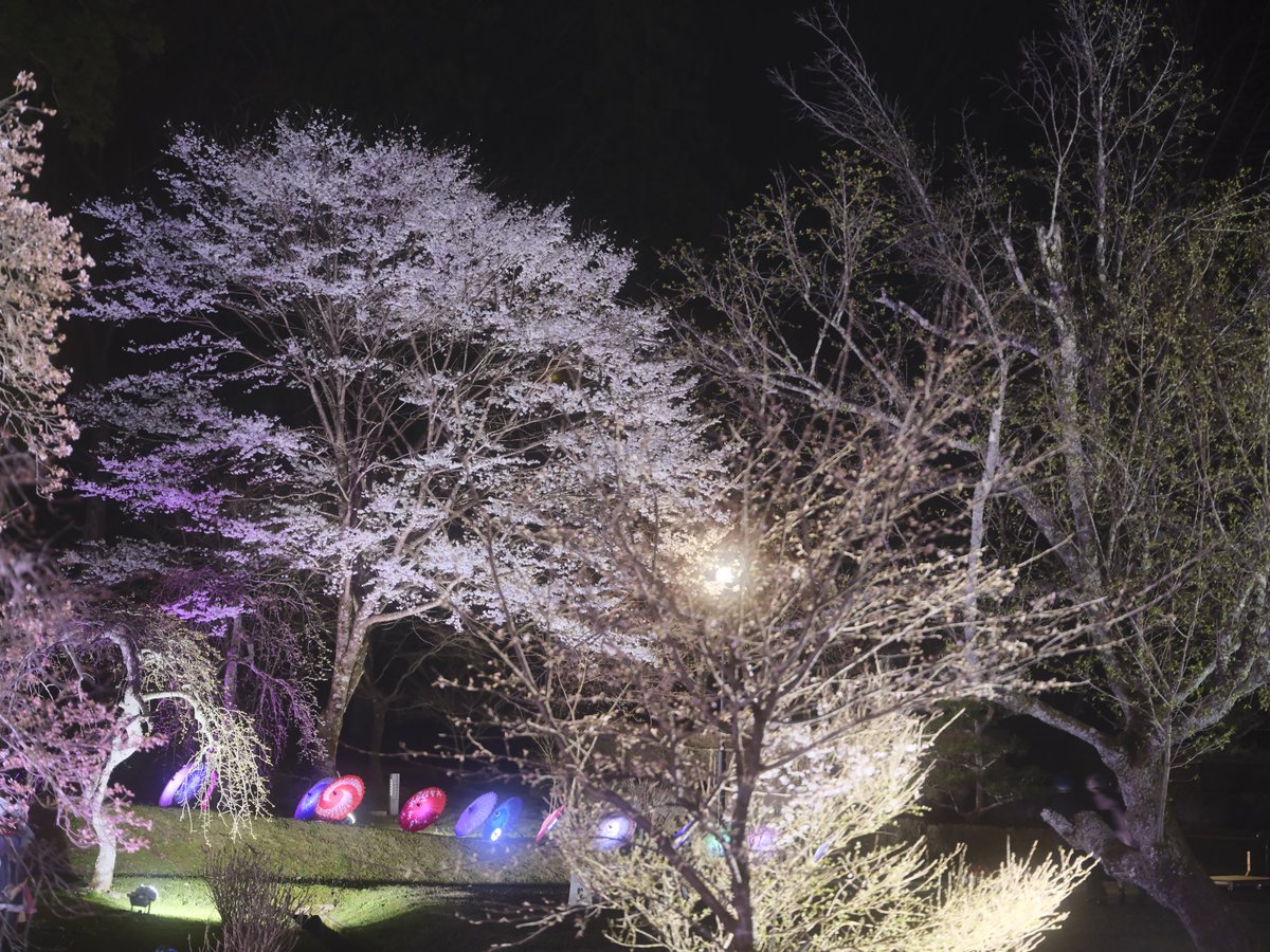 カメラのむー tweet media