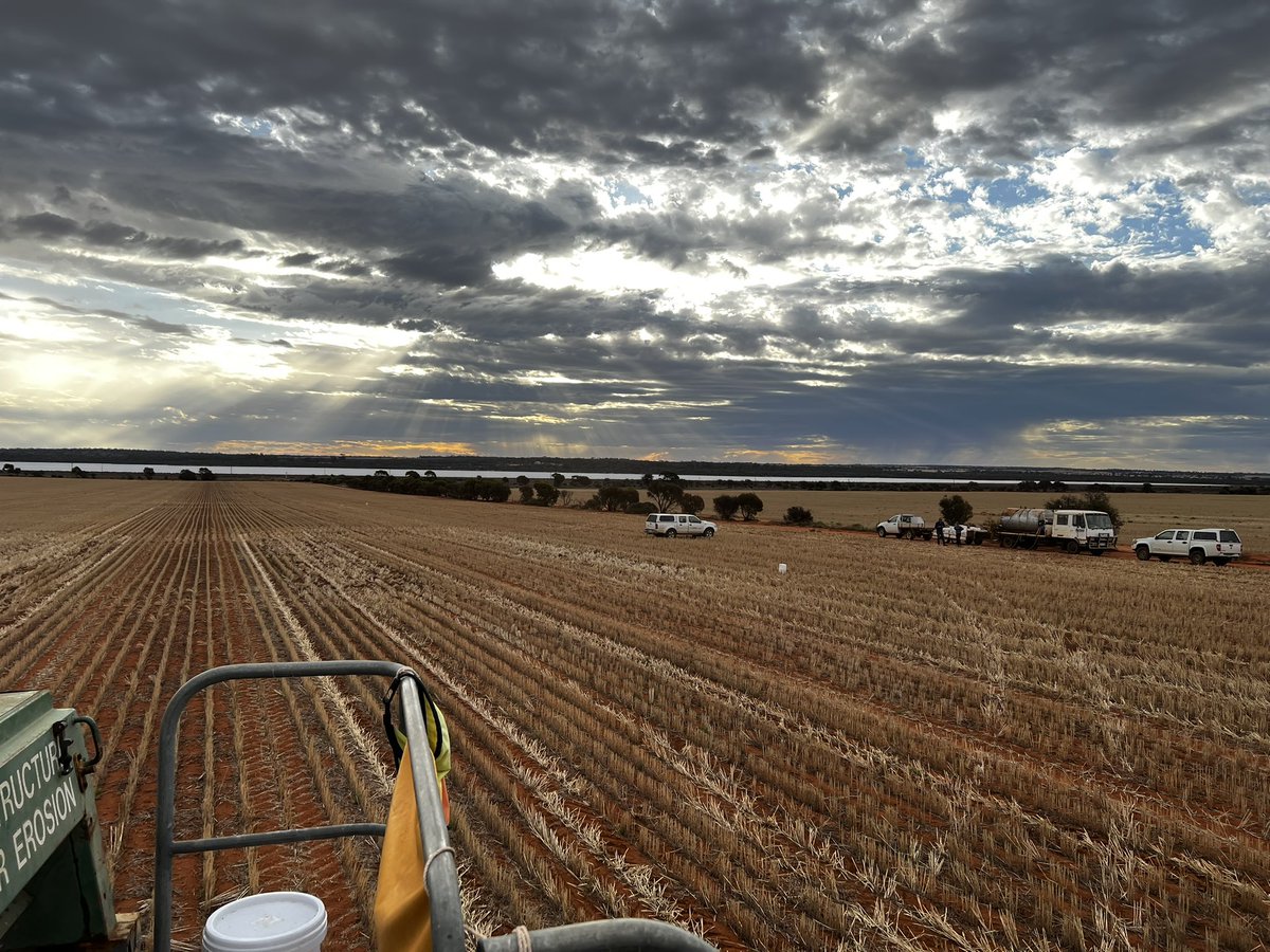 @wantfafarming Trials have started  for 2025 out at Southern Cross in collaboration with Callum Wesley.  <a href="/theGRDC/">GRDC</a>  Filling the economic yield gap of Legumes. We'll be comparing different season length wheats with Barley, oats , desi chickpea, kabuli chickpeas and lentils. @gga_wa