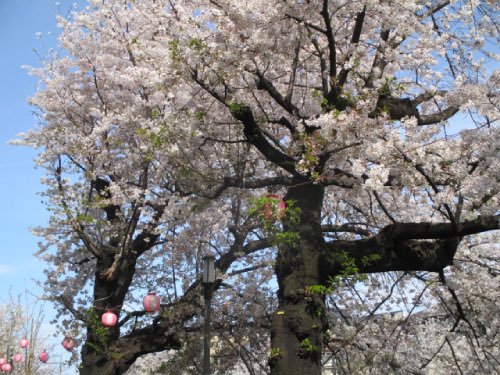 中板橋付近の桜の様子を毎日お届けします！
 
【2025年 #なかいたさくら便り】4月6日の桜
 
桜色に緑色が混じってきけど、
さくらさんまだ咲いているよ！（゜ω゜）
 
なかいた さくらブログ
nakaita.com/sakura/
 
#さくら #sakura #中板橋 #石神井川 #桜 #桜祭り #花見