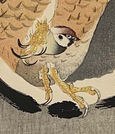 温め鳥(ぬくめどり)とは、冬の寒い夜、鷹が小鳥を捕らえて足を温めること、または、その小鳥のことです。鷹は翌朝小鳥を放しますが、その日は小鳥の飛び去った方向に行かなったそうです。鷹の足元の雀にご注目。雀は一晩中不安だったでしょうね。太田記念美術館の「小原古邨」展にて4/29まで展示中。