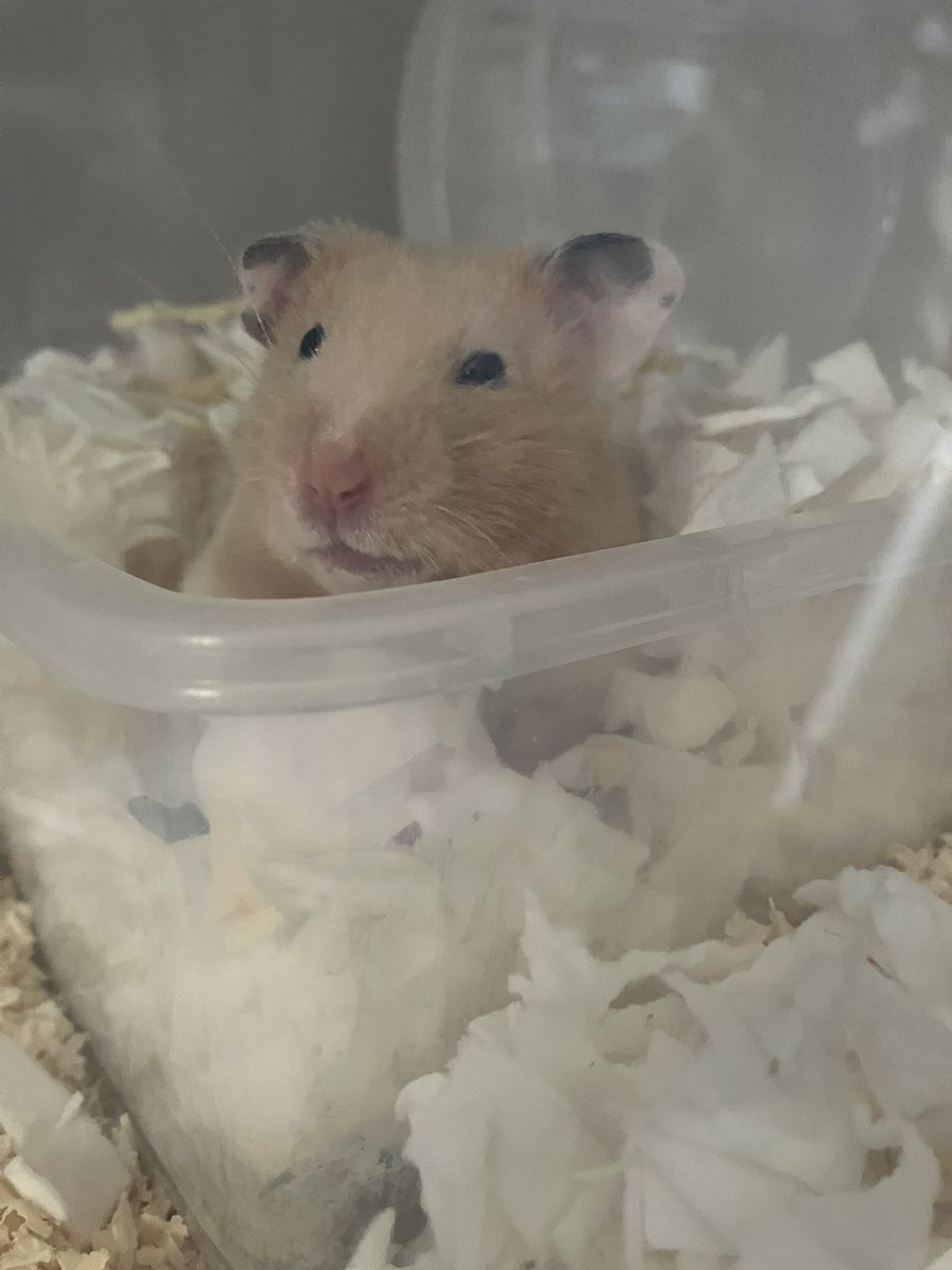 トレイを寝床にしちゃった、、😢