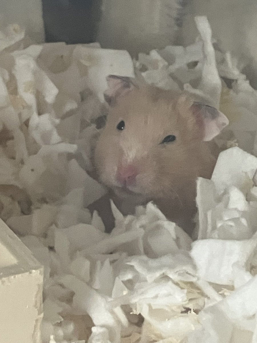 きなこさん太り過ぎじゃない？？