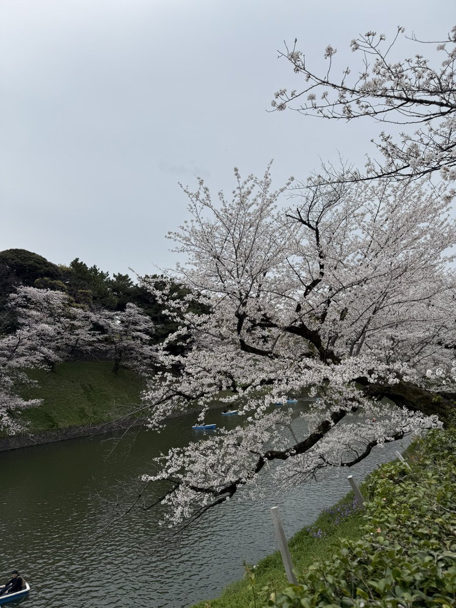 Cherry blossoms in Tokyo