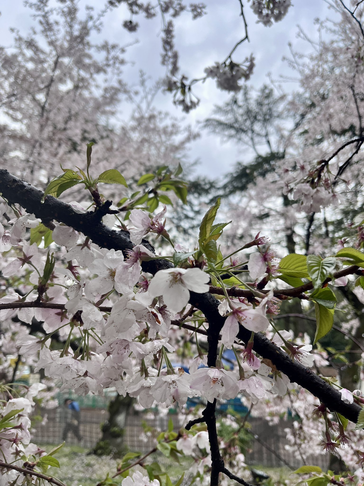 CiC　P　PR-018　桜の舞 CiC P PR-018 桜の舞