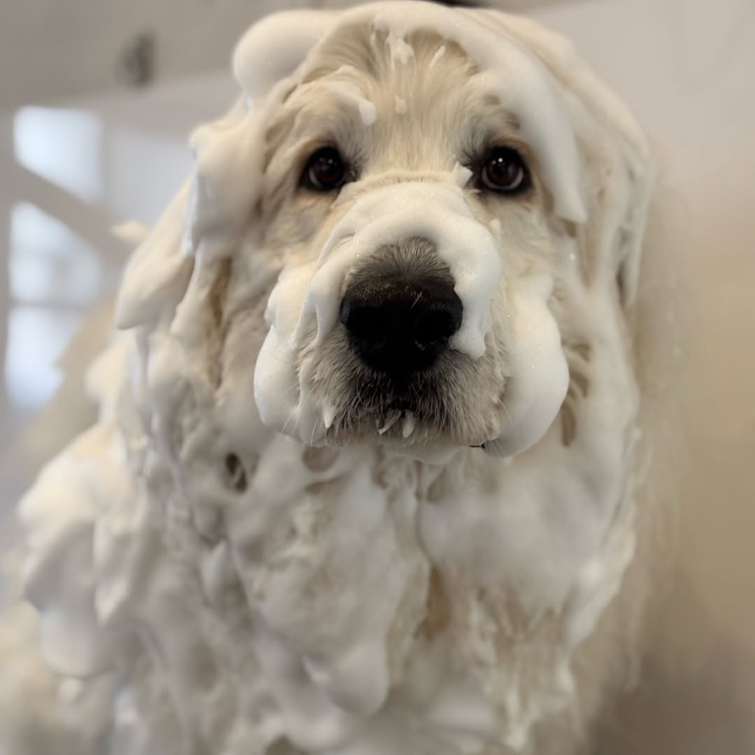 ラテスパペット【公式】 (@lateespa_pet) / Posts / X