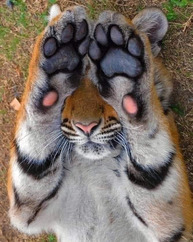 CPTSDTiger's tweet photo. hihihihihihih (〃∇〃) https://t.co/beJP7jPu4h