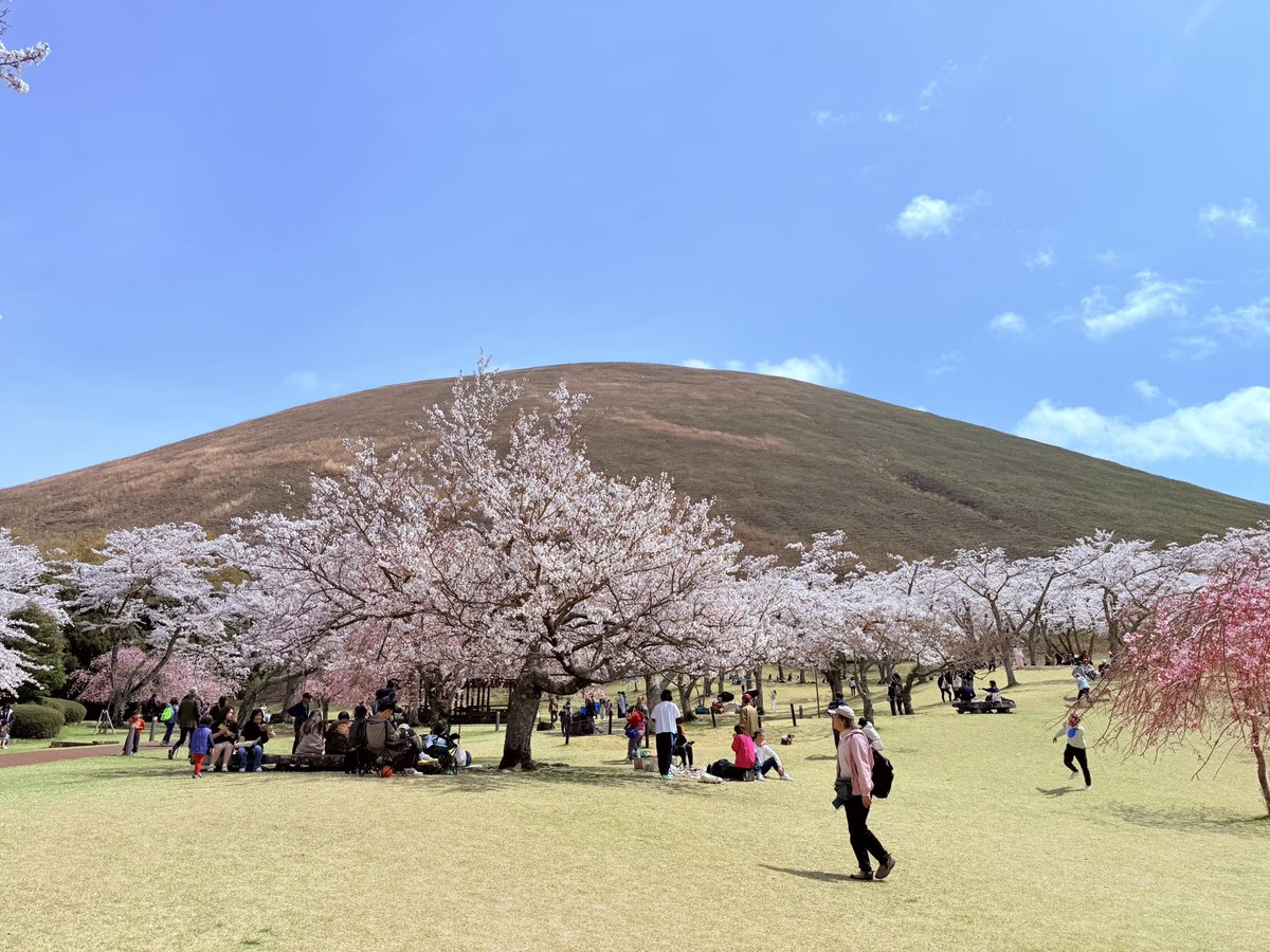 _e_ee14's tweet photo. 桜が満開で嬉しい https://t.co/xETXw3CZrZ