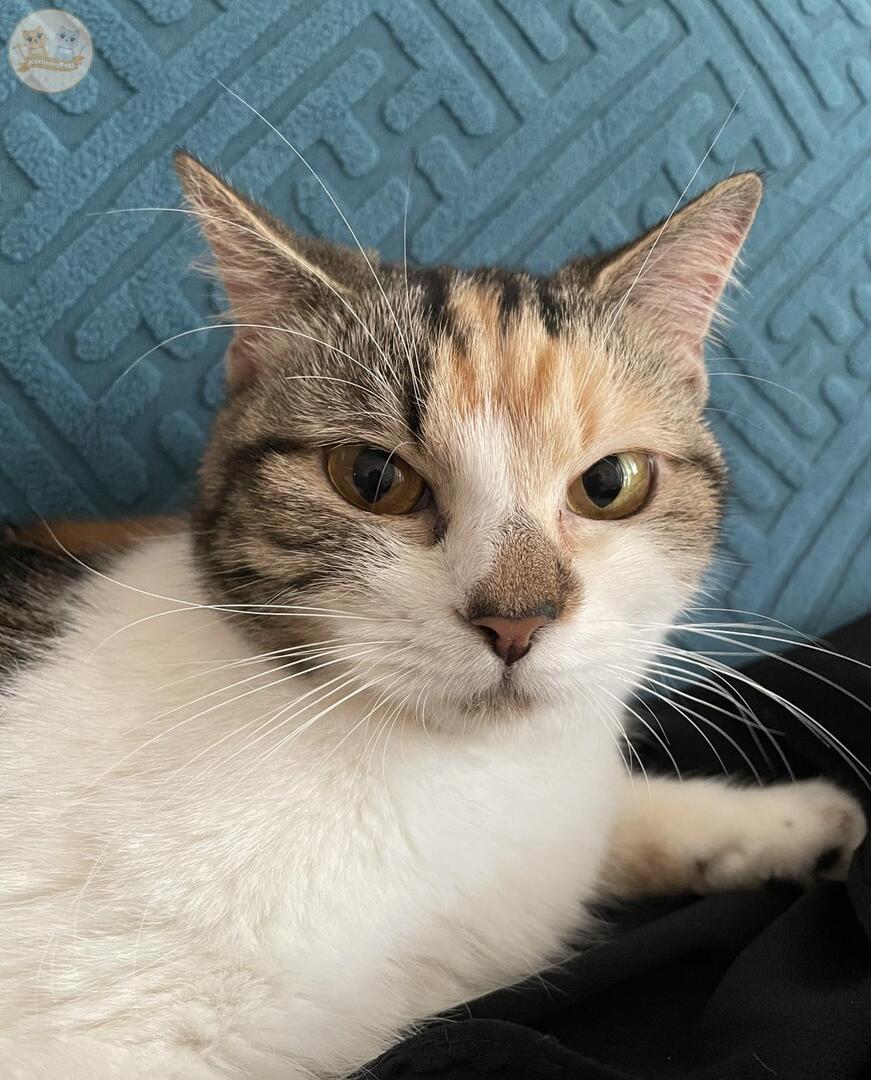 kochengfs's tweet photo. Kirim foto 🐈 prengat prengutmu! https://t.co/qcvF2mxcT0