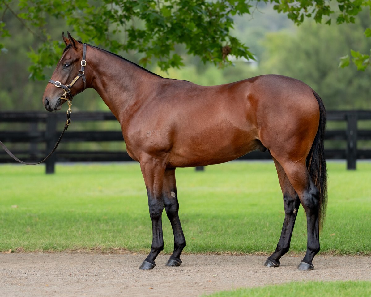 James Harron (@jmeharron) on Twitter photo Off and running at the <a href="/inglis_sales/">Inglis</a> Easter Yearling Sale, securing this outstanding son of Champion Sire Snitzel, out of top-class mare La Mexicana from <a href="/SegenhoeGroup/">Segenhoe Group</a>
He joins our #JHBColtPartnership alongside <a href="/TFI_Racehorses/">TFI Thoroughbreds</a> and <a href="/GaiWaterhouse1/">Gai Waterhouse AO</a> Off and running at the <a href="/inglis_sales/">Inglis</a> Easter Yearling Sale, securing this outstanding son of Champion Sire Snitzel, out of top-class mare La Mexicana from <a href="/SegenhoeGroup/">Segenhoe Group</a>
He joins our #JHBColtPartnership alongside <a href="/TFI_Racehorses/">TFI Thoroughbreds</a> and <a href="/GaiWaterhouse1/">Gai Waterhouse AO</a>