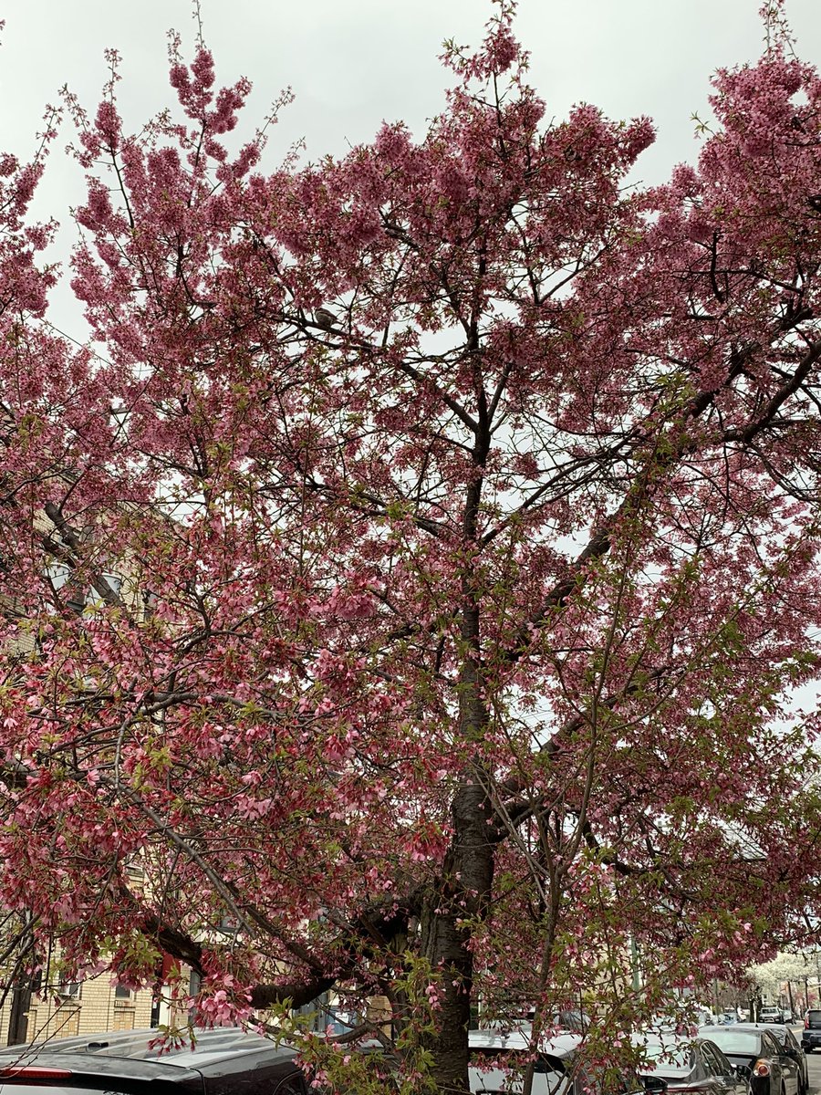 Peach blossom 🌸 season.