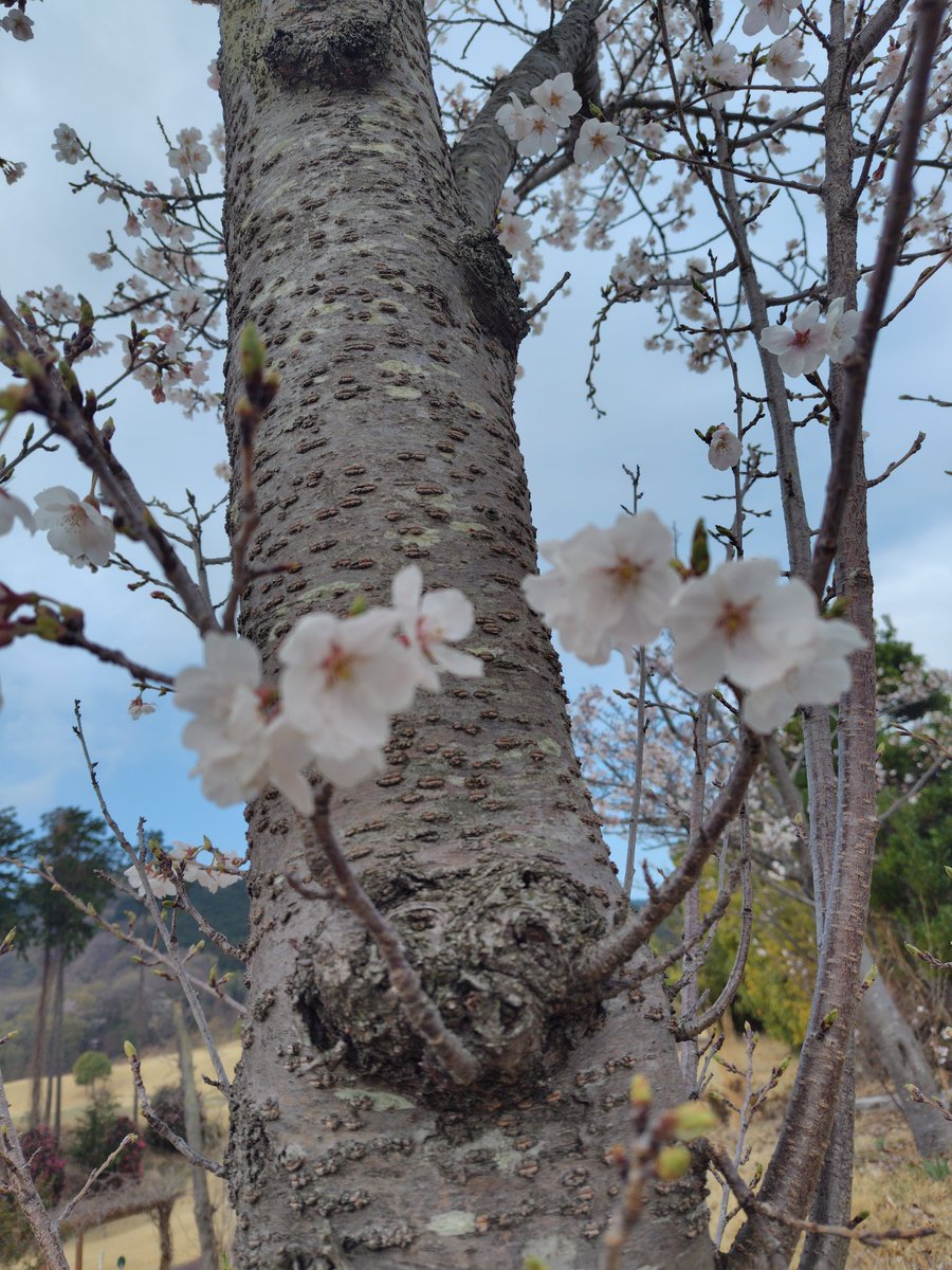 🦢レイクつぶらだコース🦢 tweet media