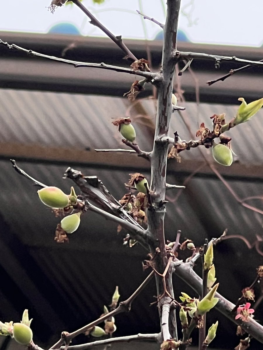 今年もユキノシタがひょっこり顔を出して、ちょうどいい食べ頃サイズに育ってくれました。それから、ウメの木には去年よりたくさん実がついていて、なんだか嬉しくなりました。