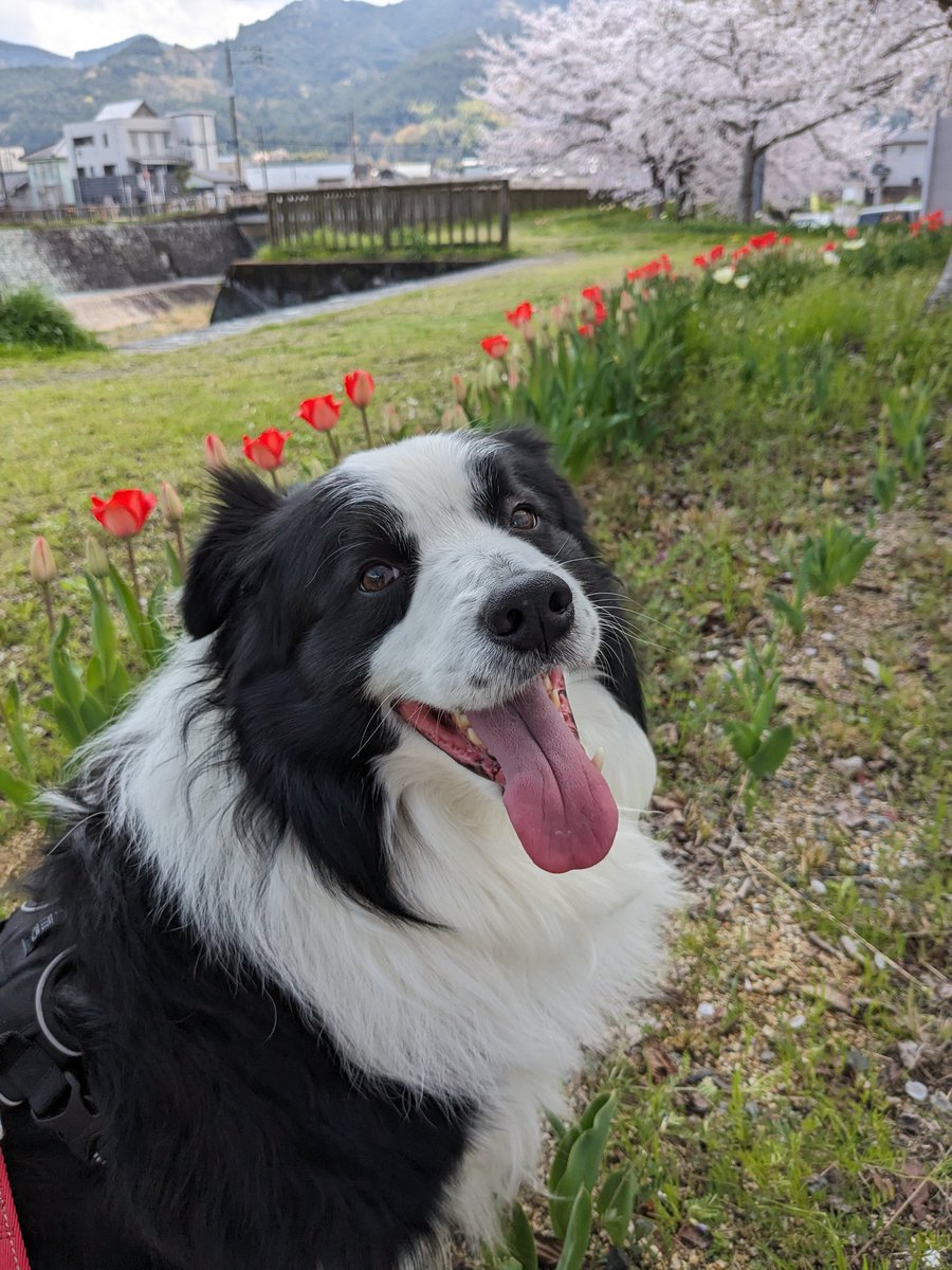 Derek_Layla_'s tweet photo. 春なのよ〜🌸

It's spring〜🌸

#いぬとの暮らし #犬のいる暮らし #犬好きさんと繋がりたい #ボーダーコリー   #border  #dogsofinstagram #mydog #dog https://t.co/6msz926UXn