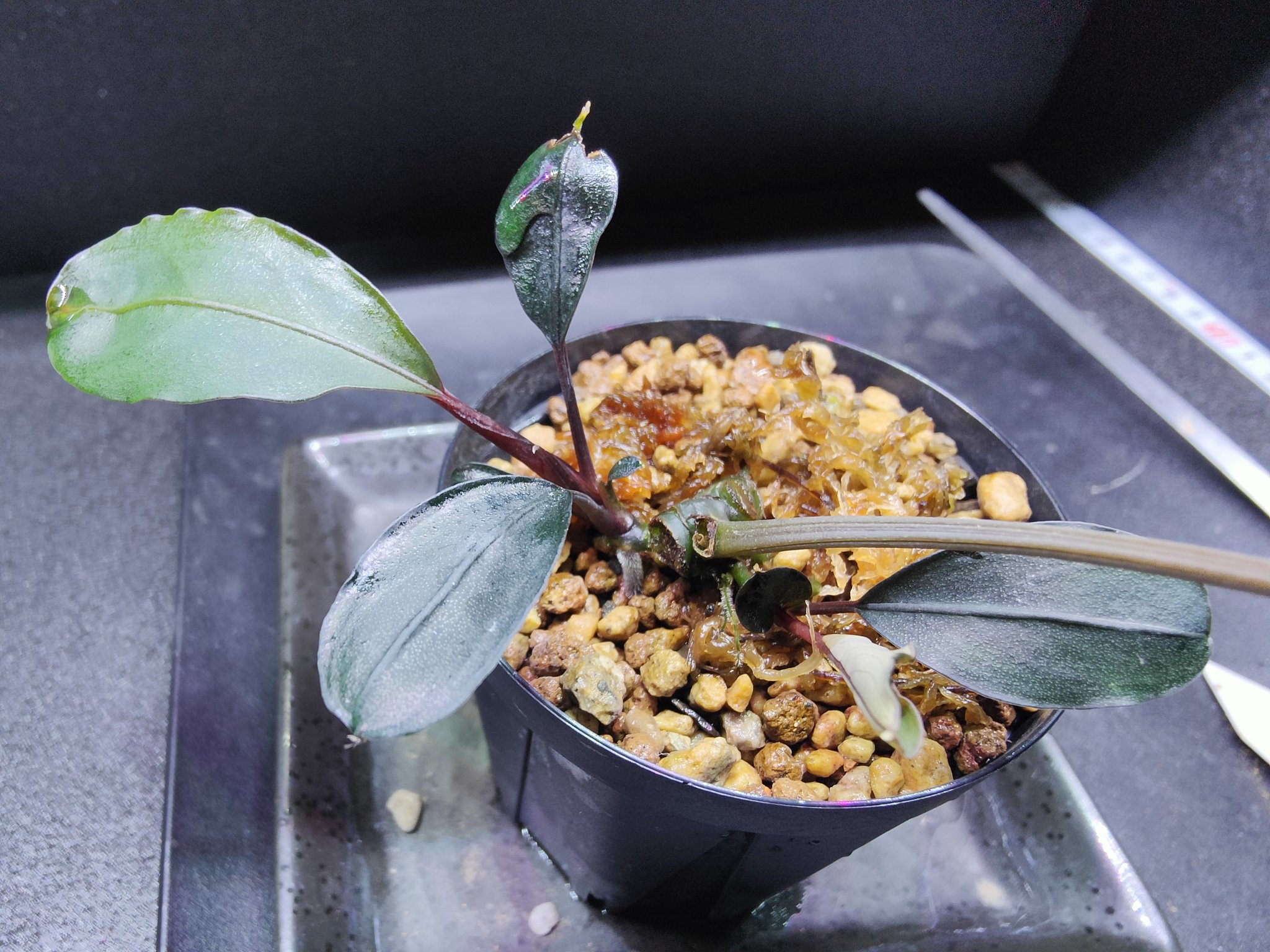 キボーデコ (@kiboudeko) / X