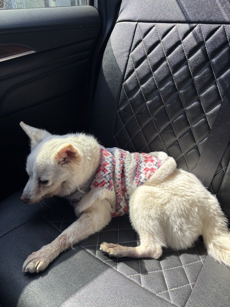 michiko_saiki's tweet photo. 迷子犬保護しています。

迷子犬を保護しています。

唐津市鏡の郵便局の近くで、道路をヨタヨタと歩いていました。

車にひかれそうになって、危なかったので保護。

服を着ていたので間違いなく飼い犬だと思います。

首輪なし。
女の子かな。

首輪はとりあえず100均で買って付けたものです。

吠えたりしないけど、怯えてる感じ。

お心当たりのある方、ご連絡ください🥺

小規模多機能むくにいます。