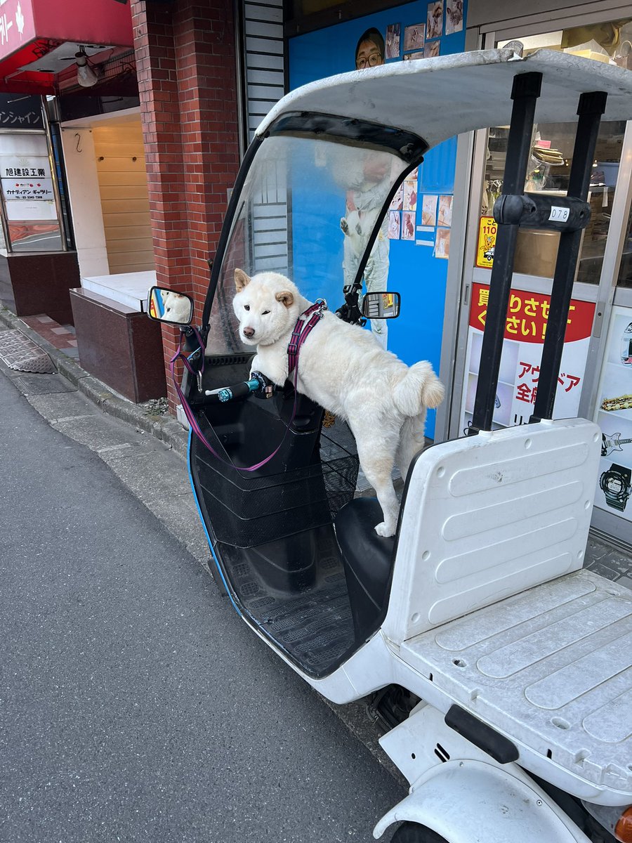 numabukuro_days's tweet photo. べべちゃんが運転してた。　#沼袋 https://t.co/3xxxSjUt7y