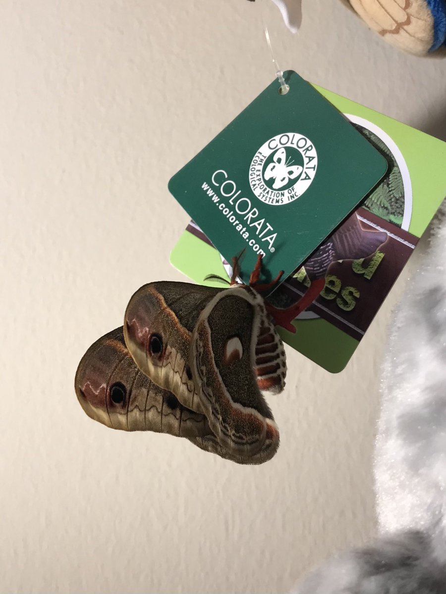 evrspider's tweet photo. but anyways, i’ll continue to give updates since i know u guys were here when i first got her 😭
look how cute and gentle.. just let her practice flying around my room. she LOVES lamp https://t.co/HCNjtmDAog